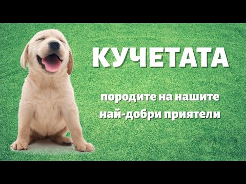 Видео: Кучетата и техните породи. Само за Всезнайковци :)