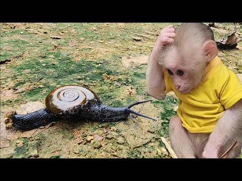 Видео: Бубу всегда интересуют странные животные.