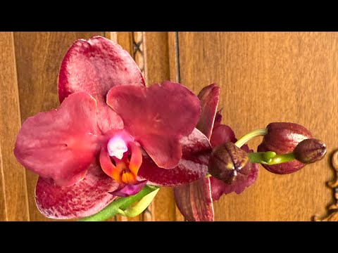 Видео: Немного цветущей красоты 💕❤️💕Мои любимые орхидеи бабочки 🦋