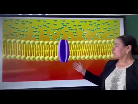 Видео: Пассивті тасымал. Қарапайым диффузия, жеңілдетілген диффузия.