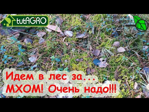 Видео: Идём в лес за... МХОМ! Бесценное богатство для сада и огорода.