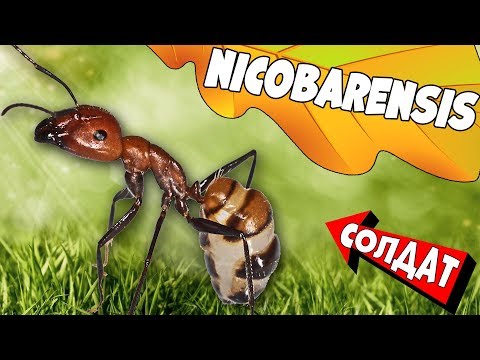 Видео: Родился муравей Camponotus Nicobarensis. Развитие начальной колонии.