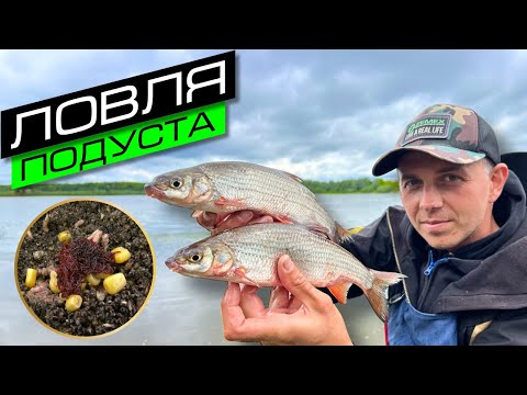 Видео: ЛОВЛЯ ПОДУСТА / РЫБАЛКА НА ОКЕ / FROS FISHING