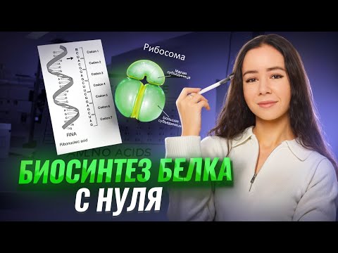Видео: Биосинтез белка с нуля. Все для ЕГЭ