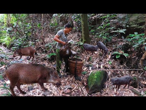 Видео: Капкан на дикого кабана в тропических джунглях — мужчина выживает в одиночку в дикой природе