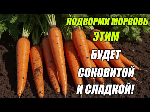 Видео: ПОСЛЕ ЭТОЙ ПОДКОРМКИ МОРКОВЬ САМА ЛОМАЕТСЯ ОТ СОЧНОСТИ! ОНА РАСТЁТ КРУПНОЙ И САХАРНОЙ!