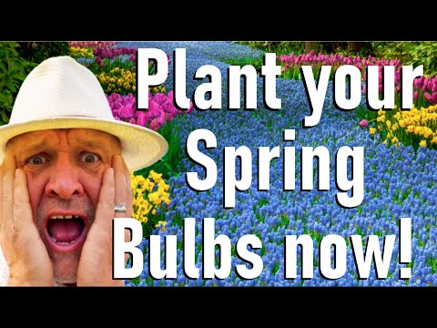 Видео: Посадите эти весенние луковичные растения прямо сейчас, иначе будете страдать от последствий!