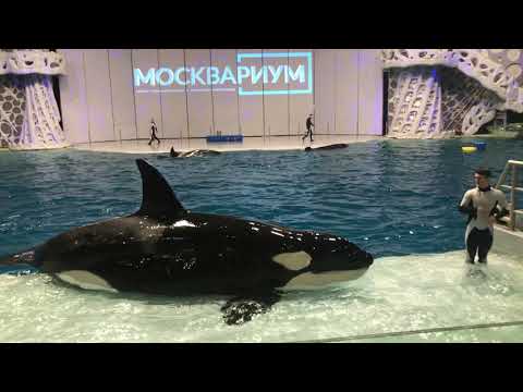 Видео: Москвариум открытая тренировка косаток шоу косаток