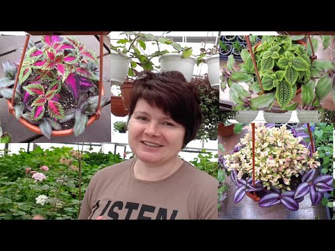 Видео: Новые возможности знакомых растений! Сочетаю несочетаемое😁!!!
