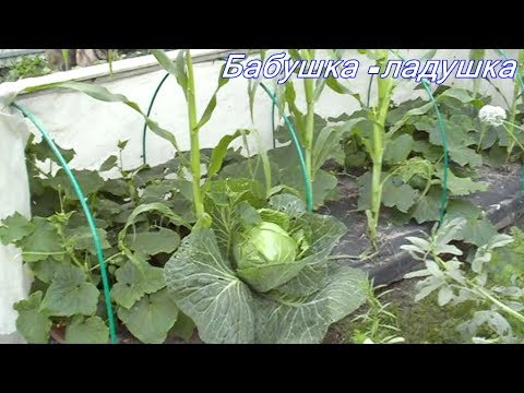 Видео: Ленивая грядка. Смешанные посадки. //1