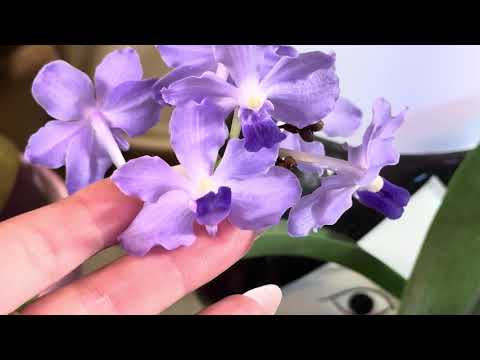 Видео: Мои долгожданные новинки😻Орхидеи бабочки и не только ❤️