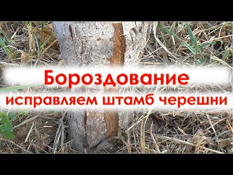 Видео: Бороздование  Исправления штамба у черешни