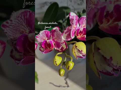 Видео: Phal. OX Madonna (peloric)🦋🦋🦋 Первое домашнее цветение подростка🌺