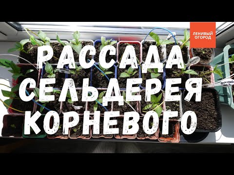 Видео: Сельдерей корневой выращивание и уход | Посев сельдерея на рассаду | Пикировка сельдерея корневого