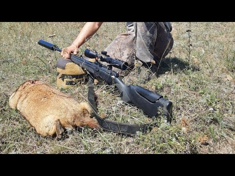 Видео: охота на сурка с карабином ATA ARMS TURQUA закрытие