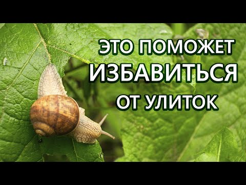 Видео: Улитки исчезнуть с огорода! Этот метод нам помог!