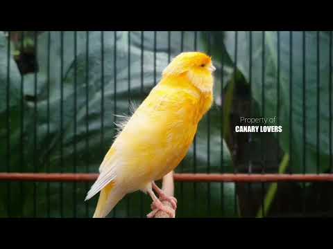 Видео: 11 | CUIT-CUIT❗ ПОЛНЫЙ ЭНЕРГИИ ❗❗Для дрессировки вашей молодой канарейки! #канарейка #мастеринг