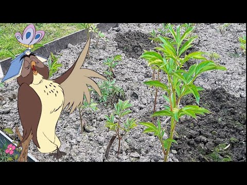 Видео: Обзор в первый день лета делёнок, посаженных осенью