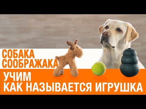 Видео: Как научить собаку названиям игрушек или предметов
