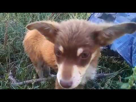 Видео: Встретила бездомного щенка.Покупали и вытащили клещей.Приютили и накормили.