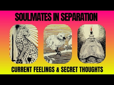 Видео: ❤️‍🩹Родственные души в разлуке: текущие чувства и тайные мысли❤️‍🩹|🔮ШАРМ|Выбор карты Таро🔮