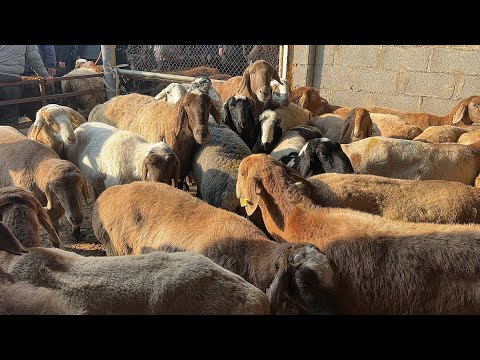 Видео: 9 ноября 2025 г АНДИЖОН КУРГОНТЕПА КУЙ БОЗОРИ НАРХЛАРИ ANDIJON QÒRĞONTEPA QÒY BOZORI NARXLARI 