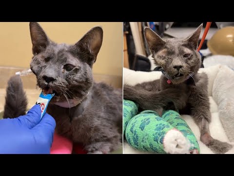 Видео: Она села, лизнула еду, сделала несколько шагов — даже самые недоверчивые люди закивали в знак