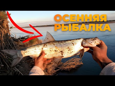 Видео: ПРИЕХАЛИ ЗА САЗАНОМ И АМУРОМ!!! А НАЛОВИЛИ 3 РАЗНЫХ ВИДА ХИЩНИКА!!! Закрываем теплый сезон рыбалки!!