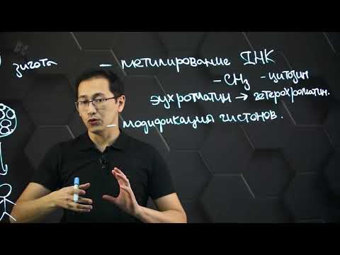 Видео: Понятие "эпигенетика". Молекулярные основы. Эпигенетические эффекты у человека. 11 класс.