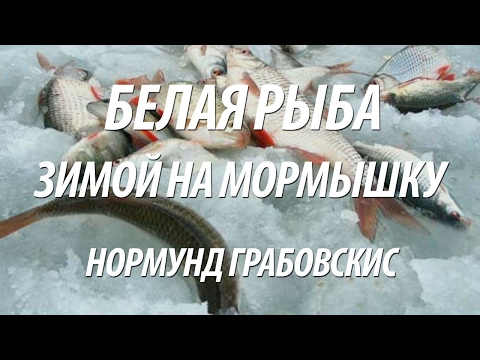 Видео: ЛОВЛЯ ЗИМОЙ НА МОРМЫШКУ ПЛОТВЫ, ОКУНЯ, ГУСТЕРЫ С НОРМУНДОМ ГРАБОВСКИСОМ