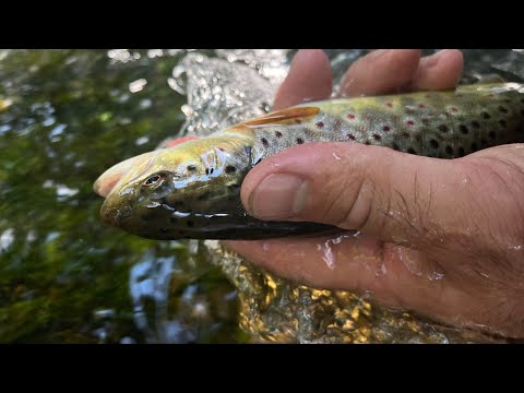 Видео: Ловля Форели в Ленинградской области.Часть 2 .Микроречка😱🎣🤫#рыбалка #форельнаспиннинг #микроречка