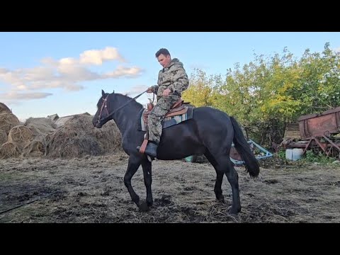 Видео: Очень красивый жеребец по кличке Чёрный принц.