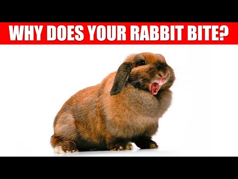 Видео: Почему меня кусает кролик? (И как это остановить!)
