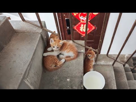Видео: На лестнице появились 3 котёнка, а через 3 дня они исчезли...
