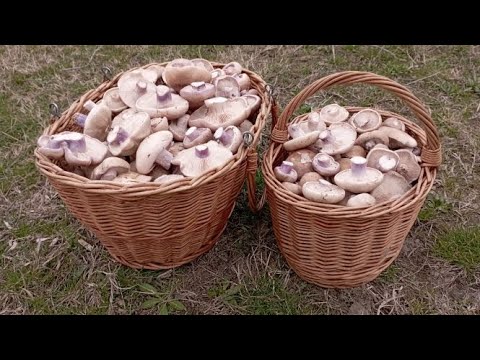 Видео: ПОЛНЫЕ!!! Полные корзины грибов 19 марта 2023 года.