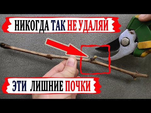 Видео: 🍇 Не вздумайте так делать!  Если на черенках при укоренении пошли все Почки. Как правильно удалить.