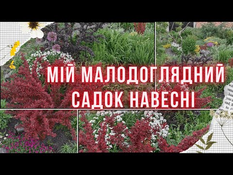 Видео: ВИТРИВАЛІ РОСЛИНИ ДЛЯ КВІТНИКІВ, що потребують мінімального догляду. Прогулянка весняним садом