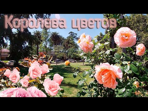Видео: РОЗА - прогулка по Райскому саду  🌹💞 Интересные факты 🌿 Утиное озеро 🦆 пополнение в семействе 🐣