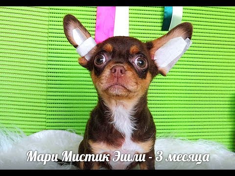 Видео: КАК ПОДКЛЕИТЬ УШИ ЧИХУАХУА ЩЕНКУ / КАК ПОСТАВИТЬ УШИ ЧИХУА / питомник Мари Мистик/ Марина Белкина
