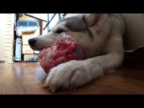 Видео: хаски грызет мосол (ASMR)