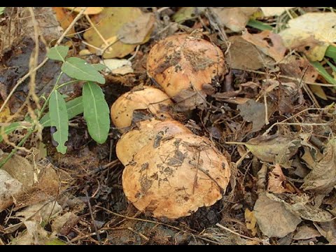 Видео: РЯДОВКА ТОПОЛЕВАЯ УЖЕ МАССОВО