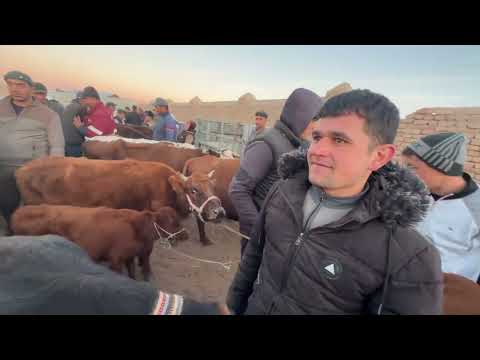 Видео: 30 октября 2025 г.xorazm qoshkopir qum bozori gunojin ona bola sigir narxlari