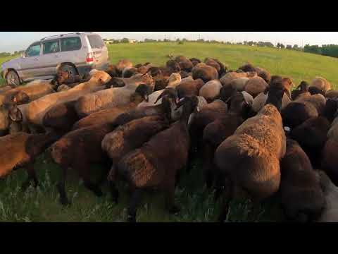 Видео: Эдильбаевская порода ове.