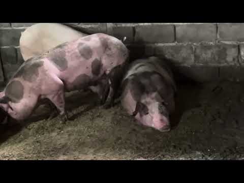 Видео: 29 октября 2025 г.