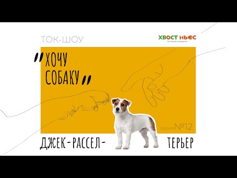 Видео: Ток-шоу «Хочу собаку» |КОНКУРС| Джек-рассел-терьер – о вреде популярности породы, тестах на здоровье