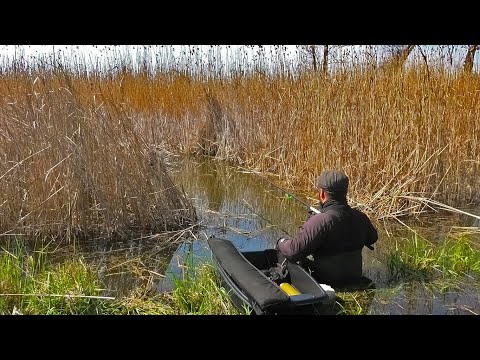 Видео: Рыбалка на КРУПНОГО КАРАСЯ в сухом Камыше на Поплавок или Кивок. Сказочная ловля и душевный отдых