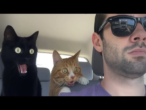 Видео: Когда кошки забывают, что они милые 😹