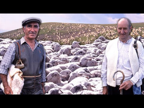Видео: Традиционный выпас с двумя пастухами-ветеранами. Сложная работа с многовековыми традициями