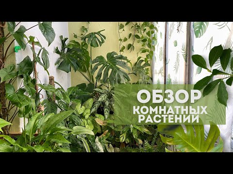 Видео: Обзор моих комнатных растений на балконе / Летний обзор растений 2023