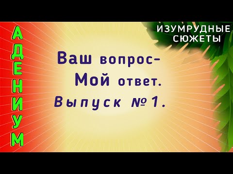 Видео: Адениум Как Вырастить. Ваш Вопрос - Мой Ответ.  Выпуск № 1.